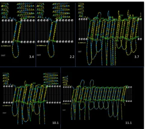 Figura 11: Representação da ligação à membrana das PspC2.2, 3.4 e 3.7 (família colina) e 10.1 e 11.1 (família LPxTG) obtidas  através do programa PRED-TMBB