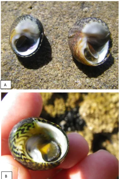 Fig.  1.  A:  two  typical Phorcus lineatus  individuals;  B:  typical  Phorcus sauciatus  specimen