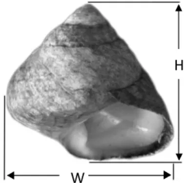 Fig. 3. Measures. W = Maximum Shell Width and H = Maximum Shell Height 