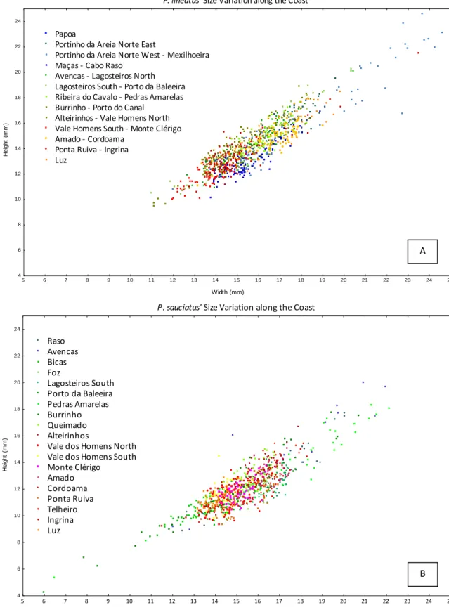 Fig.  6.  Variation  of  shell  width  and  shell  height  of  P.  lineatus  (A)  and  P