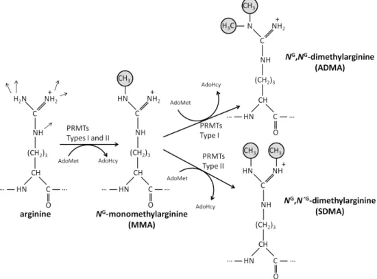 Figure 1 – Methylation of the arginine side chain by protein arginine methyltransferases  (PRMTs)