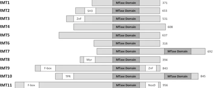 Figure 2 – Schematic representation of the human protein arginine methyltransferase (PRMTs) family