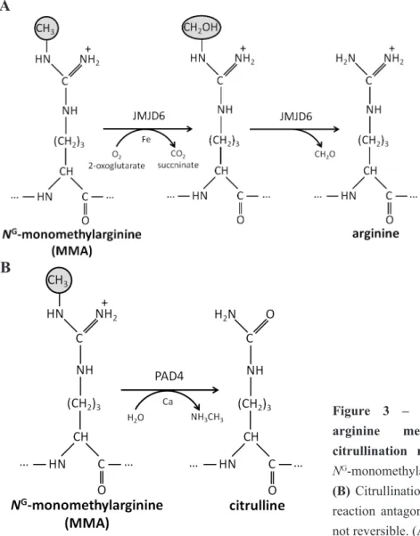 Figure  3  –  Reversing  or  annulling  protein  arginine  methylation:  demethylation  and  citrullination  reactions