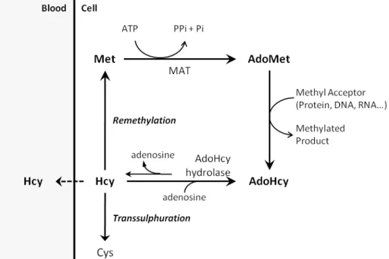Figure 4 – Simplified homocysteine metabolism. Homocysteine (Hcy) results from methionine  (Met) metabolism as a by-product of cellular transmethylation reactions