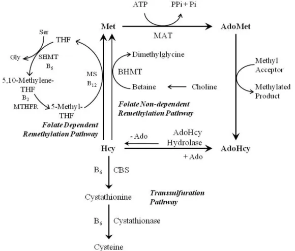 Figure 1 – Schematic representation of the homocysteine metabolism.  Methionine is converted to  S-adenosylmethionine (AdoMet) by methionine adenosyltransferase (MAT)