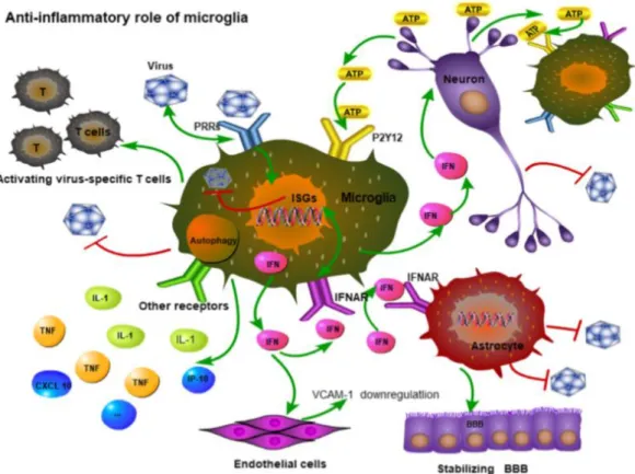 Figura  6:  Papel  anti-inflamatório  da  microglia.  As  células  da  microglia  detetam  o  ATP  libertado  pelos  neurónios através do recetor P2Y12, sendo deste modo recrutadas para exercer a sua atividade fagocítica