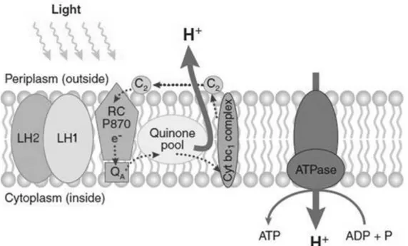 Figure  1.1:  Cyclic  electron  transport  chain  and  photosynthesis.  AAnPB  has  a  cyclic  electron transport chain involving two large transmembrane protein complexes: the RC and  the cyt bc1 complex, which are connected by quinones in the lipidic pha