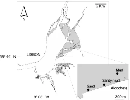 Figure 2.1: Study area. The Tagus estuary with the intertidal areas presented in grey