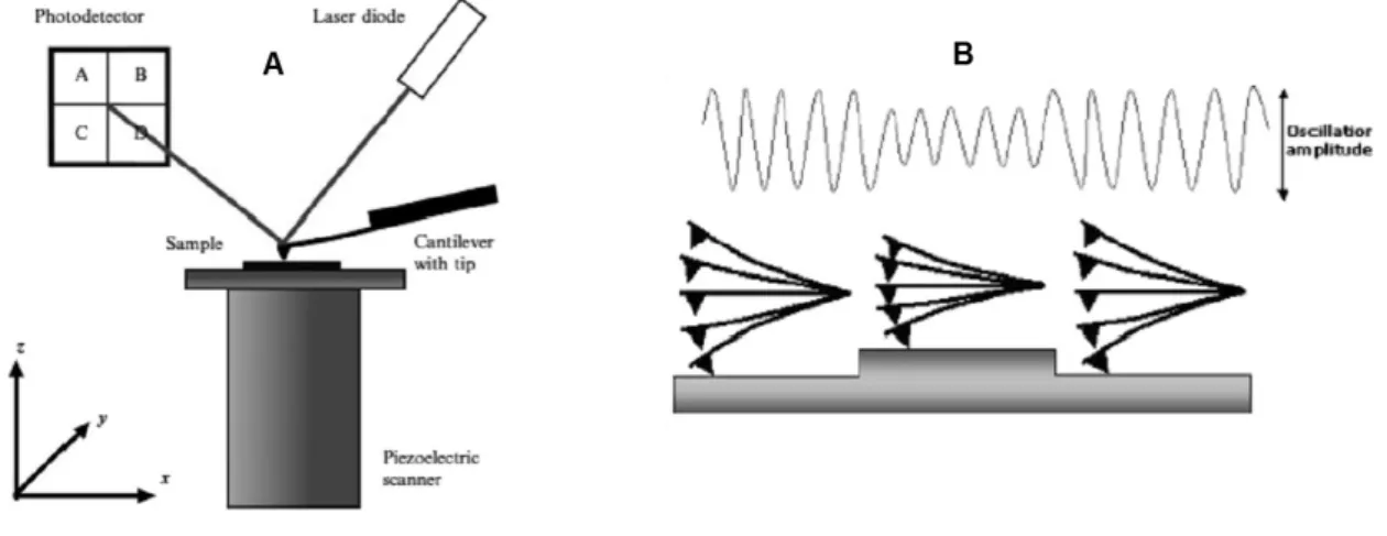 Figure  2.2:  Schematic  illustration of:  AFM.  (A)  AFM  setup  (Alsteens  2012);  (B)  AFM  tip  operating in the intermittent contact mode (Alessandrini &amp; Facci 2005) 