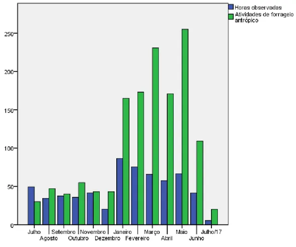 Figura 4. Distribuição mensal do número de horas observadas e de atividades de forrageio antrópico registradas  para o grupo de macacos-prego