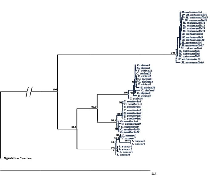 Figure  species ( (Hypoder Musca; C A1.  Neighbor (Musca autumrma lineatumC = Calliphor r-joining phymnalis,  Callipm)