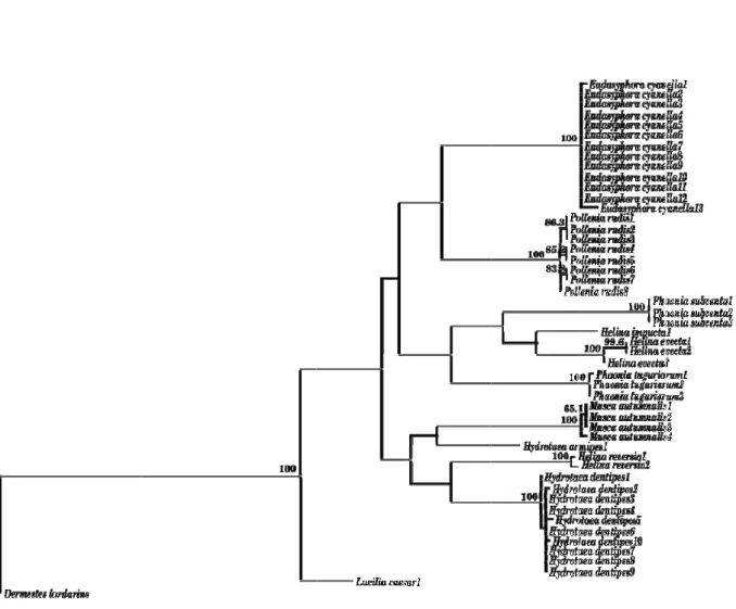 Figure  Reconnec one outg replicate B2.  Maxim ction algorithgroup (Dermees (heuristic s mum parsimohm, TBR) for  estes lardariu earch procedu ony phylogra  69 cytochromus)