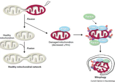 Figure 3.2 - Mitophagy process by activation of PINK1 and Parkin induction (Imai; Lu et al