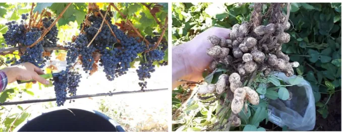 Figura 14 - Momento de colheita das uvas (1-10-2018) e do amendoim (4-10-2018). 