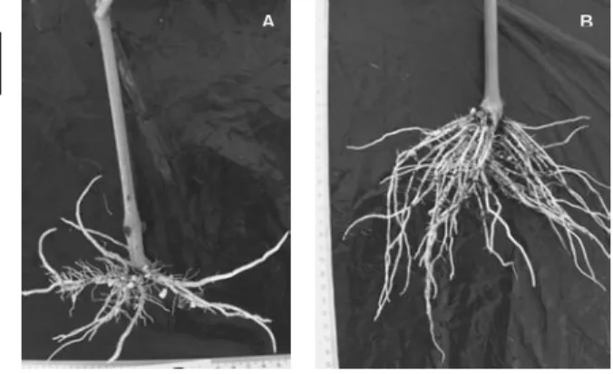 Figura 1  – Aspectos das raízes emitidas pelas estacas  semilenhosas das castas Malvasia Fina (A) e Trincadeira (B) não 