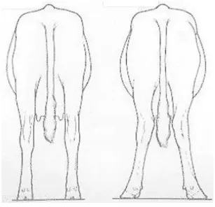Figura 6 – Comparação entre a postura normal de uma vaca e a de uma  afectada por claudicação nos membros posteriores (adaptado de University of 