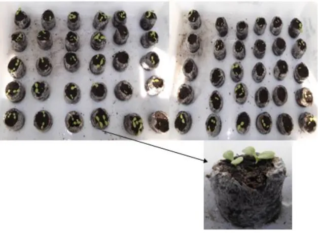 Figura 8 - Germinação de plantas de alface em turfas. 