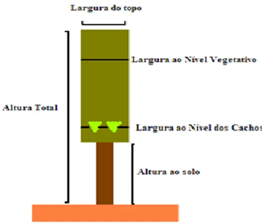 Figura 5 – Esquema de medição das dimensões da sebe. 