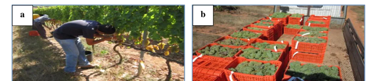 Figura 10 – a – Vindima do ensaio; b - Colheita final devidamente identificada por modalidades