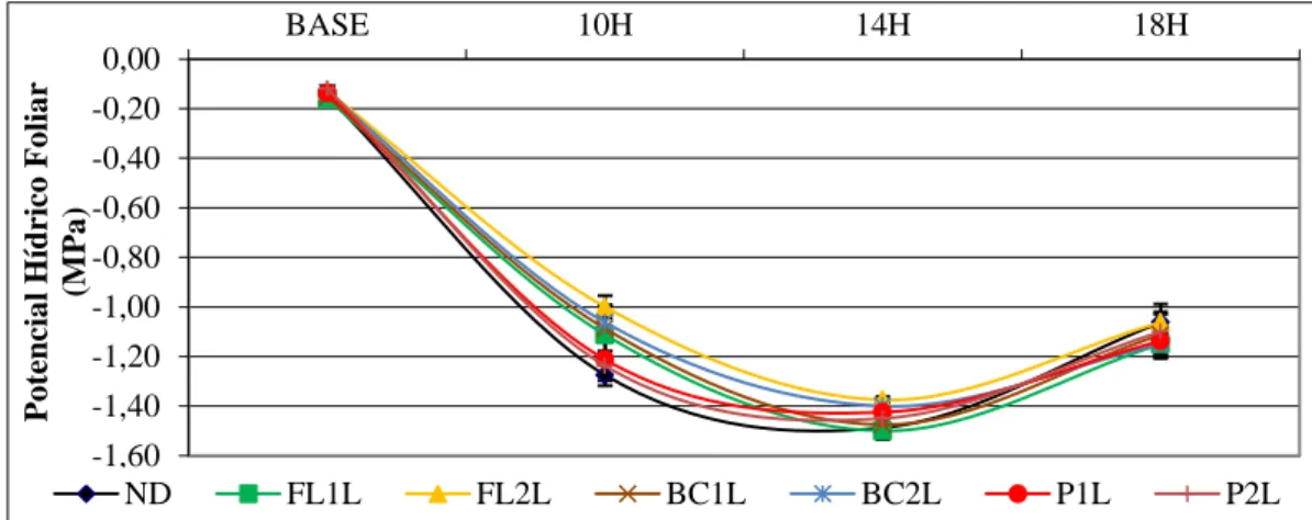 Figura  12  -  Evolução  diária  (7  Setembro)  à  maturação  do  potencial  hídrico  foliar  (ψf)  nas  diferentes  modalidades  de  desfolha  em  estudo:  ND-  Testemunha  não  desfolhada;  FL1L  –  Desfolha  à  floração  do  lado  Norte da sebe; FL2L – 