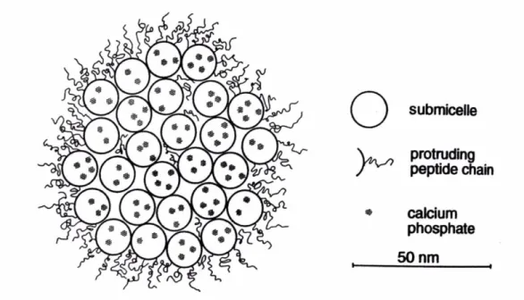Figura 1 - Estrutura da micela de caseína segundo Schmidt (Fonte: Walstra et al., 1999)