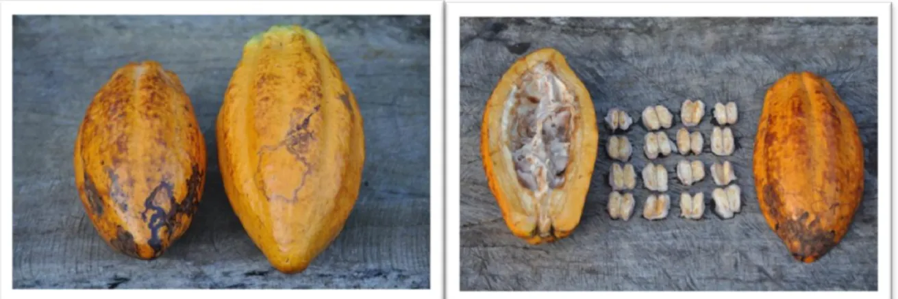 Figura 5 - Amostras de Pasta de Cacau Trinitário  da Colômbia, embalagem de P e G, de cima para  baixo na fotografia
