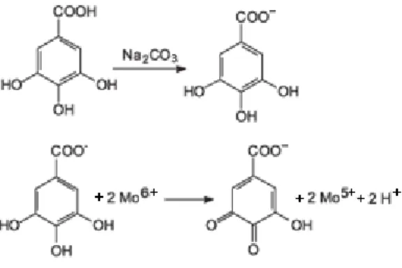 Figura 7 - Reacção do Ácido Gálico com Molibdénio, componente do reagente de Folin-Ciocaulteau (Fonte: 