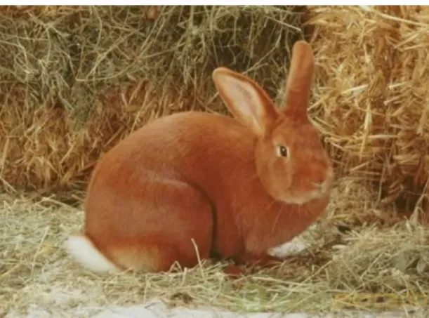 Figura 5 - Chinchila (Copiado de coelhos-animais.info).