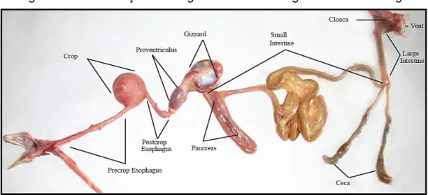 Figura 3 – Identificação dos órgãos do sistema digestivo de um frango 