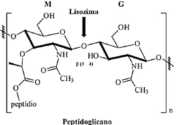 Figura 4 – Representação da ação da lisozima na ligação glicosídica β (1 – 4) entre  o ácido N-acetilmurâmico e N-acetil-D-glucosamina 