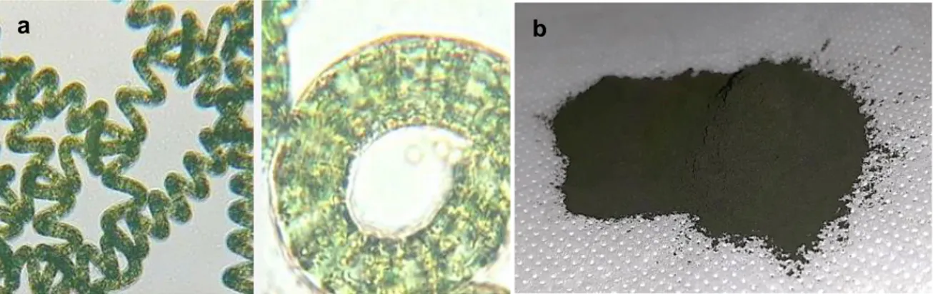 Figura 5 – Micrografia da microalga Spirulina (a) e amostra de Spirulina em pó (b) 