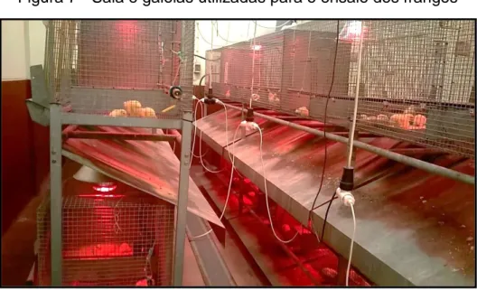 Figura 7 - Sala e gaiolas utilizadas para o ensaio dos frangos 