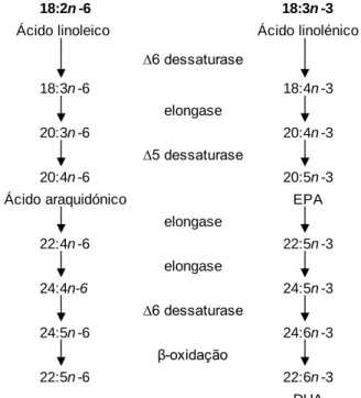 Figura  1:  Vias  metabólicas  para  a  conversão  do  ácido  linoleico  e  do  ácido  α-  linolénico  da  dieta  em  ácidos gordos de cadeia longa