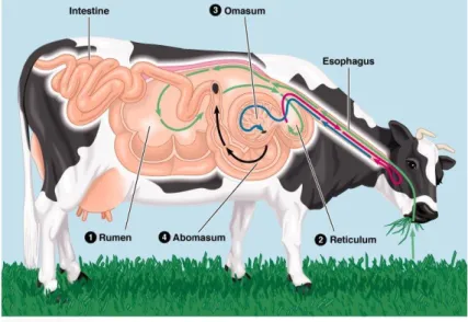 Figura  3:  Representação  esquemática  do  trato  digestivo  de  ruminantes  salientando  os  compartimentos gástricos (Addison Wesley Longman Inc, 1999)