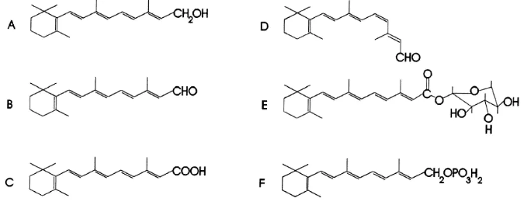 Figura  1  -  Estrutura química dos metabolitos da vitamina A: (A) all-trans-retinol, (B) all- trans-retinal ou retinaldeído, (C) ácido trans-retinóico, (D) 11-cis-retinal, (E) retinol  all-trans- β -glucuronido e (F) fosfato de all-trans-retinilo (adaptad