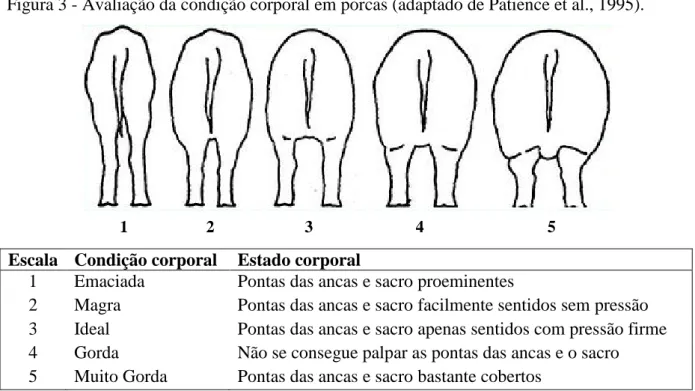 Figura 3 - Avaliação da condição corporal em porcas (adaptado de Patience et al., 1995)