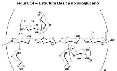 Figura 14 – Estrutura Básica do xiloglucano  