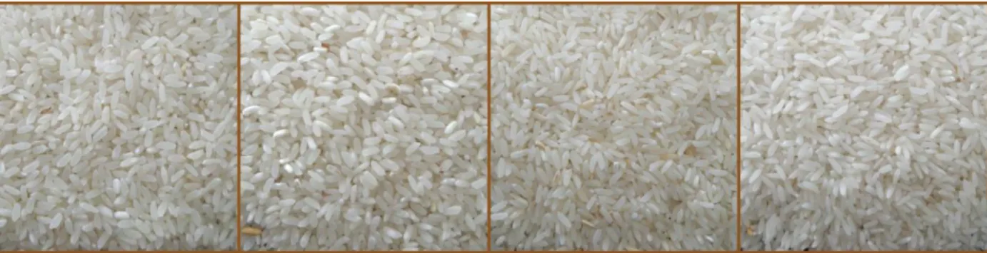 Figura 21 - Amostras de arroz branqueado das quatro variedades estudadas. 