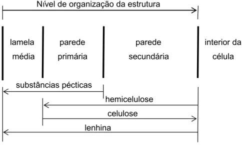 Figura  1.  Representação  esquemática  da  estrutura  da  parede  celular  vegetal  (Northcote, 1958)