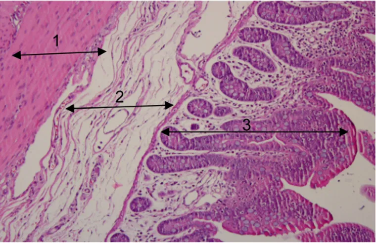 Figura  2. Corte histológico (objectiva 10x) onde se distingue as camadas muscular,  sub-mucosa e mucosa