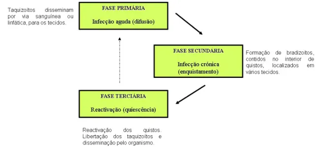 Figura 5. Evolução da toxoplasmose nos hospedeiros intermediários (humanos). 