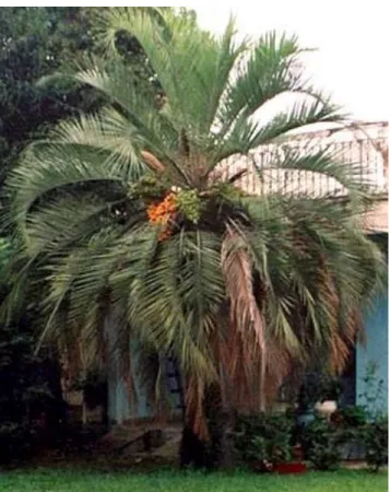 Figura 02 - Palmeira do coquinho-azedo.  