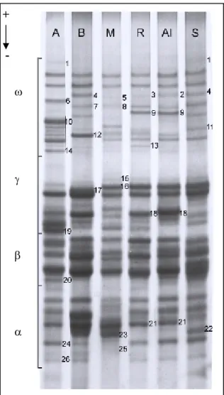 Figura  15:  Fraccionamento  por  electroforese  em  géis  A-PAGE  das  gliadinas  reduzidas  dos  progenitores: “Amazonas” (A), “Bejense” (B), “M.E