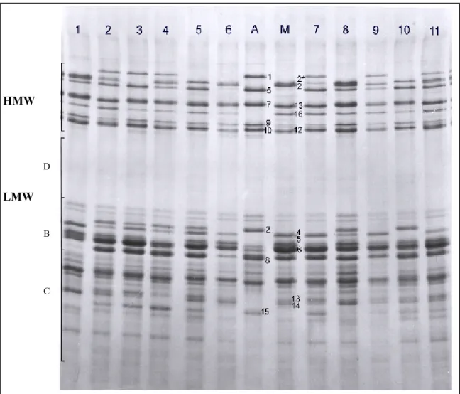 Figura  17:  Fraccionamento  por  electroforese  em  géis  SDS-PAGE  das  subunidades  de  gluteninas  dos  progenitores  “Amazonas”  (A)  e  “M.E