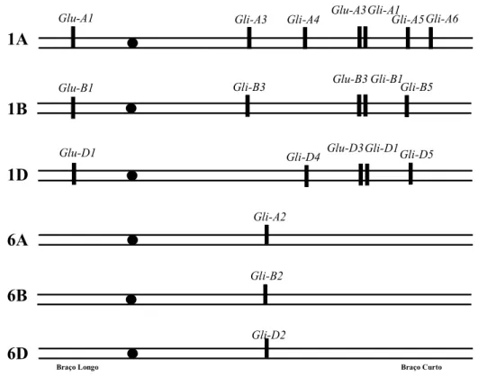 Figura  6:  Localização  cromossómica  dos  loci  que  codificam  as  prolaminas  do  trigo  mole  (adaptado de Carrillo et al., 2006)