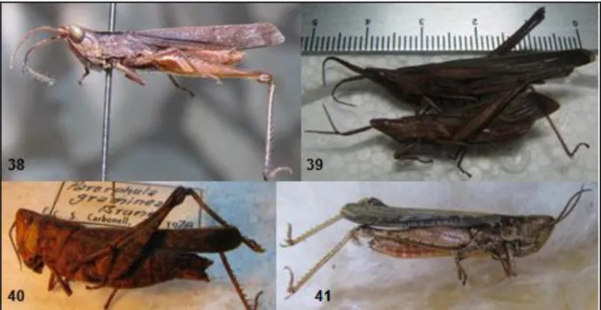 Fig. 1.15: Espécies de gafanhotos da família Acrididae, subfamília Leptysminae, obtidas no 