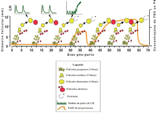 Gráfico  5:  Esquema  de  representação  do  reinício  do  ciclo  ovárico  durante  o  período  pós-parto  em  vacas  de  carne