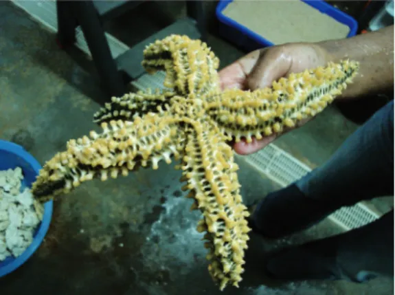 Figure 2   The Patella vulgata limpet used in the  experiments