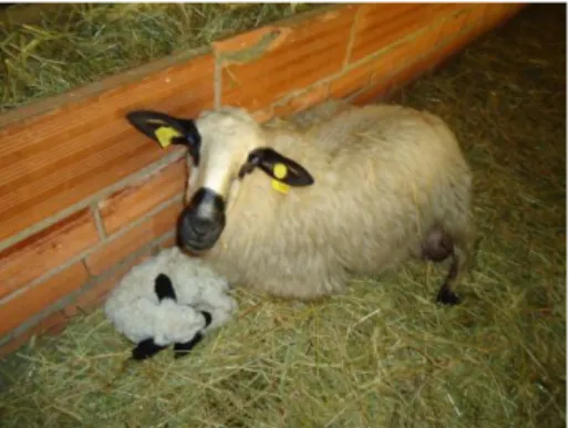Figura 2: Ovelha e borrego de raça Churra, Zamora 