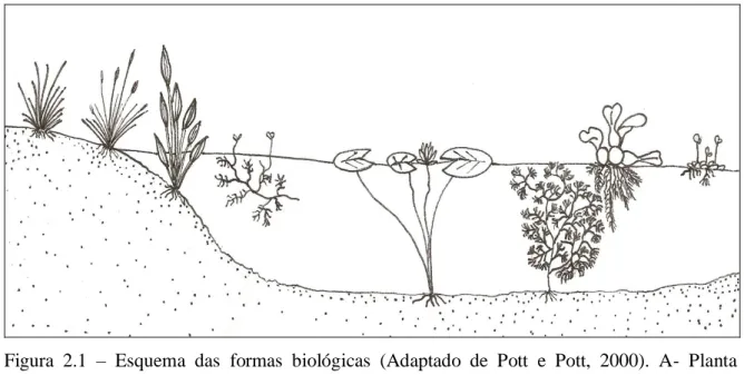 Figura  2.1  –  Esquema  das  formas  biológicas  (Adaptado  de  Pott  e  Pott,  2000)